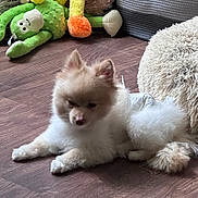 Zack joined the competition — help win amazing prizes! puppy, dog, cream_fur, fluffy, small_dog, sleepy, sitting, indoors, wooden_floor, stuffed_animal, plush_toys, green_toy, cushion, cozy, pet, companion_animal, portrait, adorable, furry, home_decor