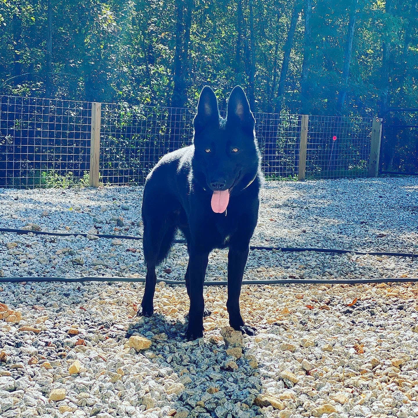 Sniper is registered to the contest to win money with this photo: canidae, carnivore, companion_dog, dog, dog_breed, electric_blue, fawn, grass, landscape, plant, road_surface, shadow, snout, sunlight, tail, terrestrial_animal, tints_and_shades, tree, wood, working_animal