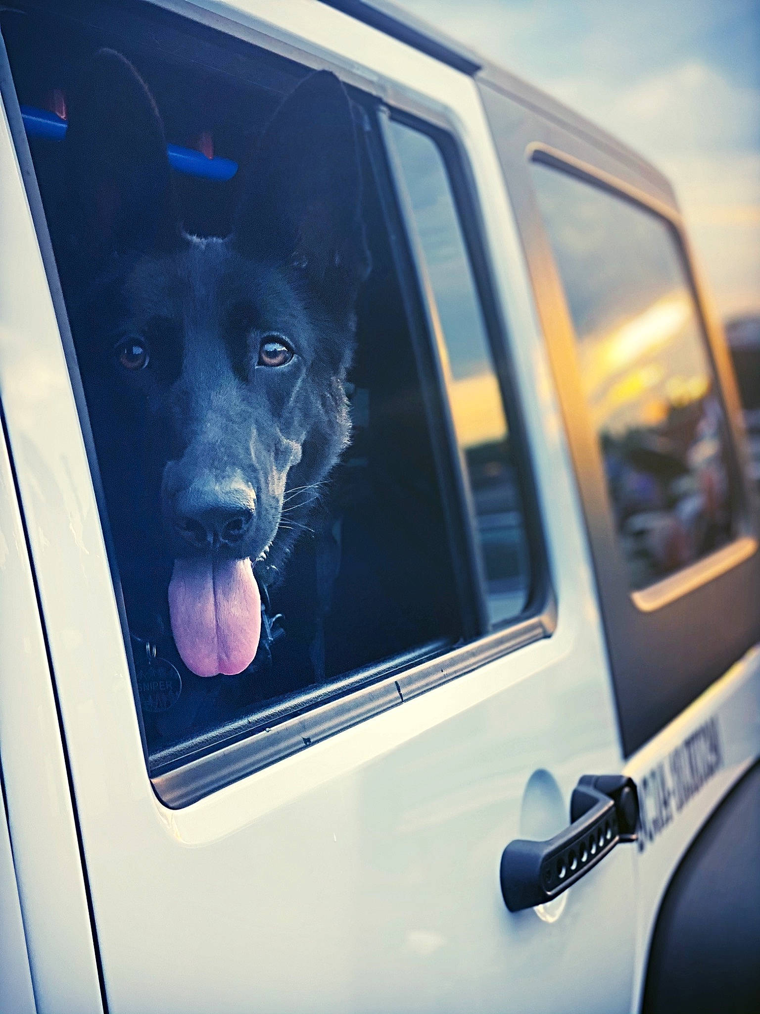 Sniper is registered to the contest to win money with this photo: automotive_decal, automotive_design, automotive_exterior, automotive_lighting, automotive_mirror, blue, bumper, car, carnivore, dog, door_handle, hood, land_vehicle, mammal, mode_of_transport, motor_vehicle, tints_and_shades, vehicle, vehicle_door, window