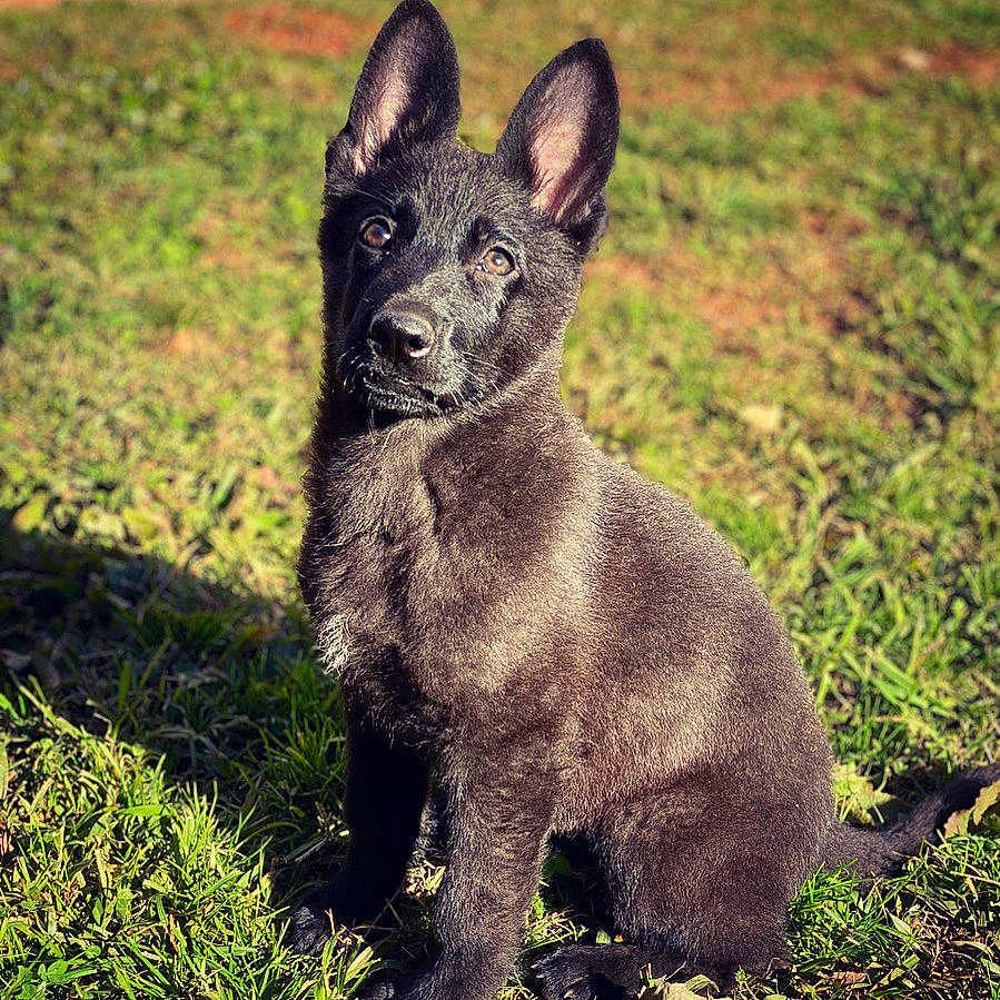 Sniper is registered to the contest to win money with this photo: canidae, carnivore, dog, dog_breed, eye, fawn, fur, grass, groundcover, nature, sitting, snout, soil, sporting_group, tail, terrestrial_animal, whiskers, wilderness, wildlife