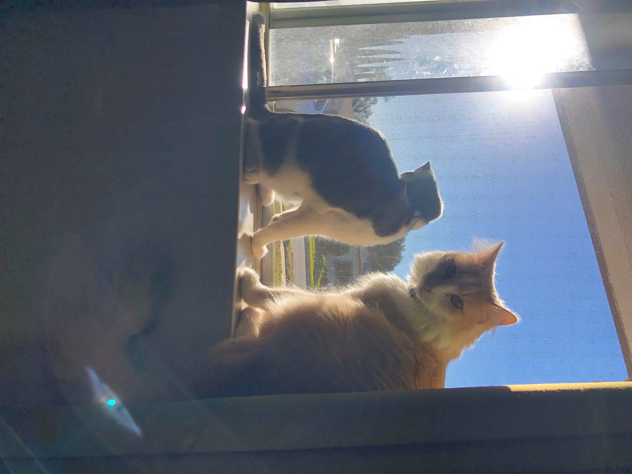 Bruin joined the competition — help win amazing prizes! carnivore, cat, daylighting, domestic_short_haired_cat, fawn, felidae, fur, glass, mammal, room, shade, small_to_medium_sized_cats, snout, tail, tints_and_shades, vertebrate, whiskers, window, windshield, wood