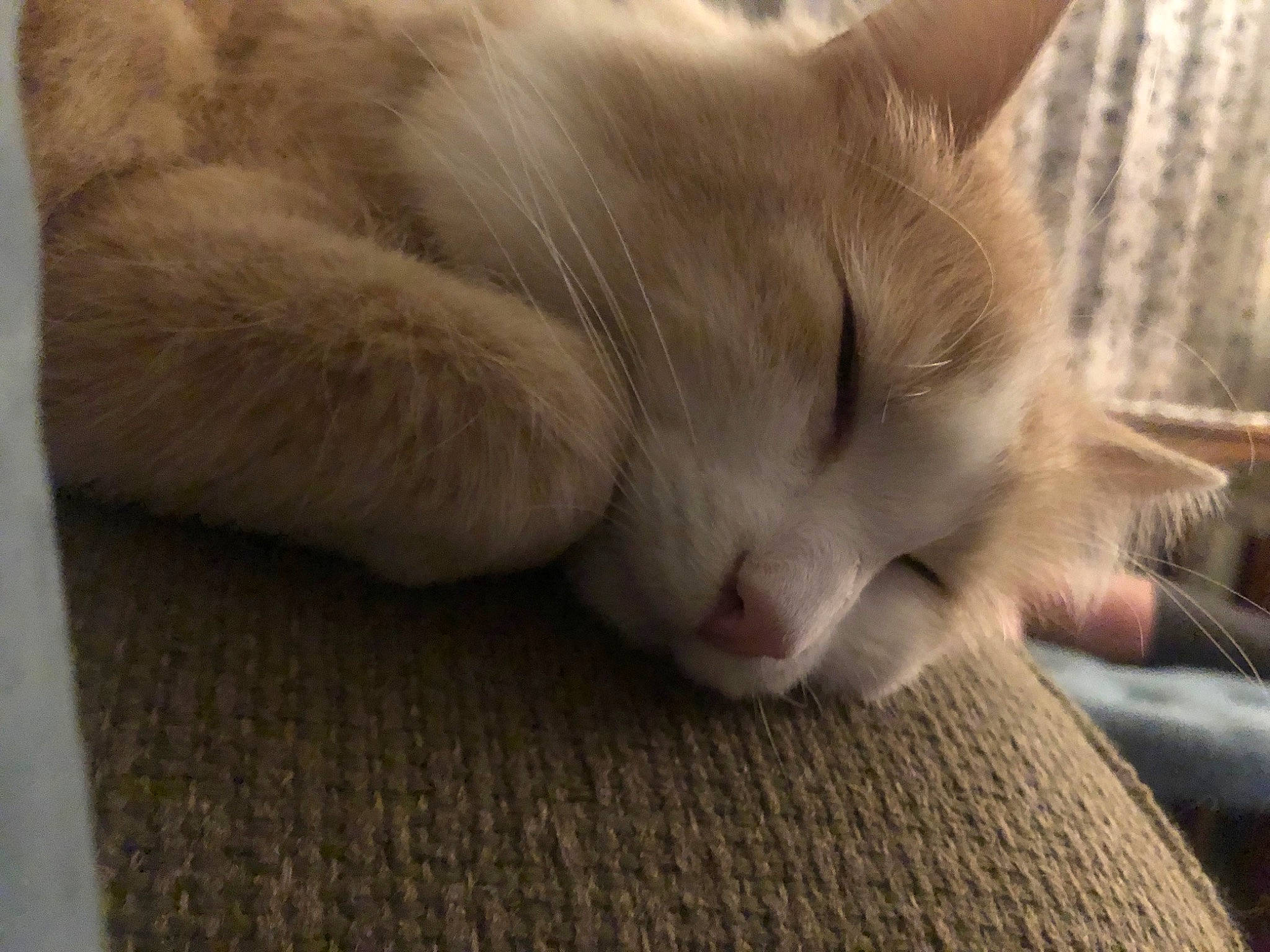 Bruin joined the competition — help win amazing prizes! carnivore, cat, claw, comfort, domestic_short_haired_cat, fawn, felidae, flooring, fur, nap, paw, sleep, small_to_medium_sized_cats, snout, tail, whiskers, wood