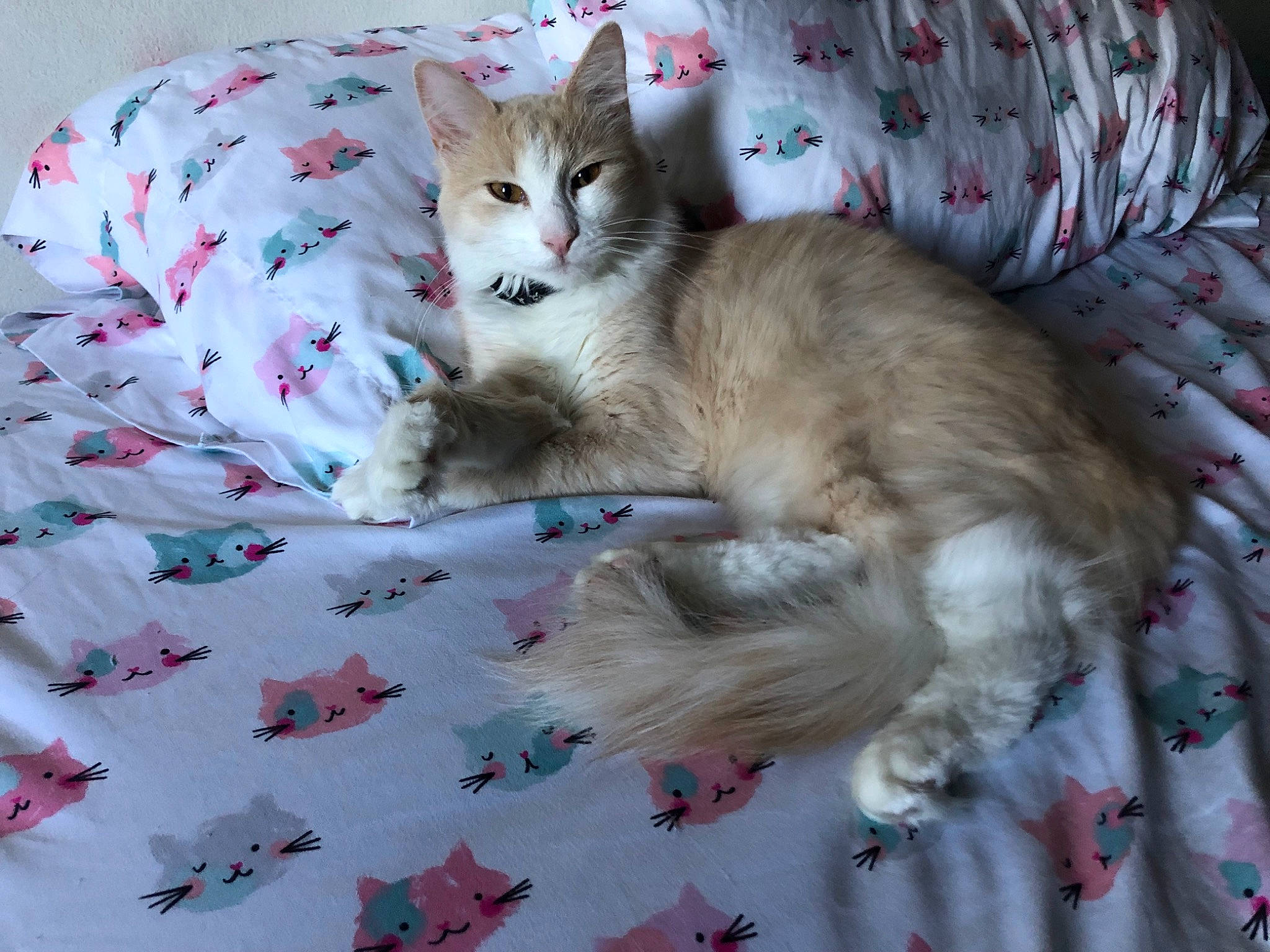 Bruin is registered to the contest to win money with this photo: bed, bed_sheet, bedding, carnivore, cat, cat_supply, claw, comfort, couch, domestic_short_haired_cat, felidae, fur, linens, pattern, paw, small_to_medium_sized_cats, tail, textile, whiskers