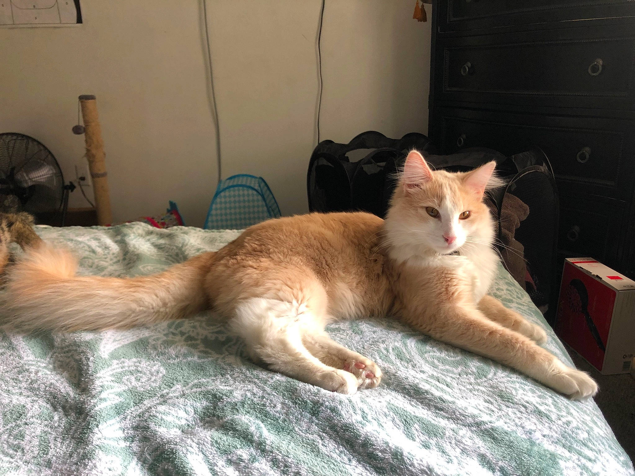 Bruin is registered to the contest to win money with this photo: bed, bedding, canidae, carnivore, cat, comfort, domestic_short_haired_cat, fawn, felidae, flooring, fur, linens, nap, paw, sitting, small_to_medium_sized_cats, snout, tail, whiskers, wood