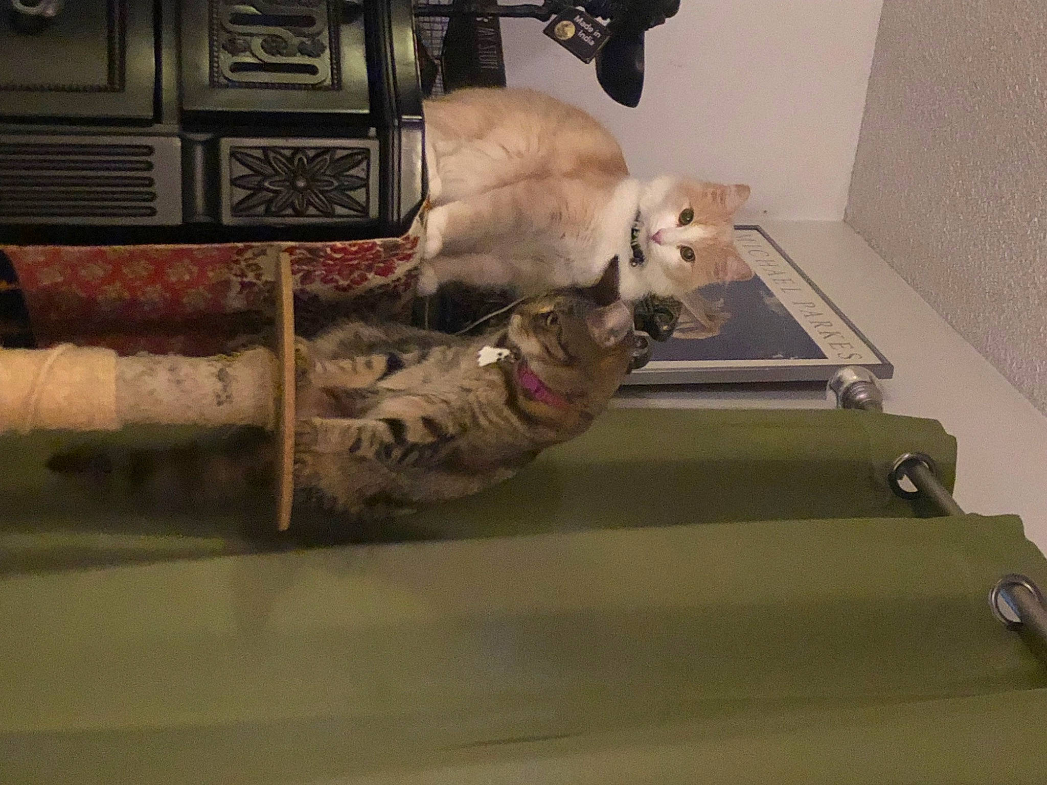 Bruin is registered to the contest to win money with this photo: art, carnivore, cat, comfort, domestic_short_haired_cat, fawn, felidae, flooring, fur, hardwood, room, shelf, small_to_medium_sized_cats, tail, teddy_bear, toy, whiskers, wood