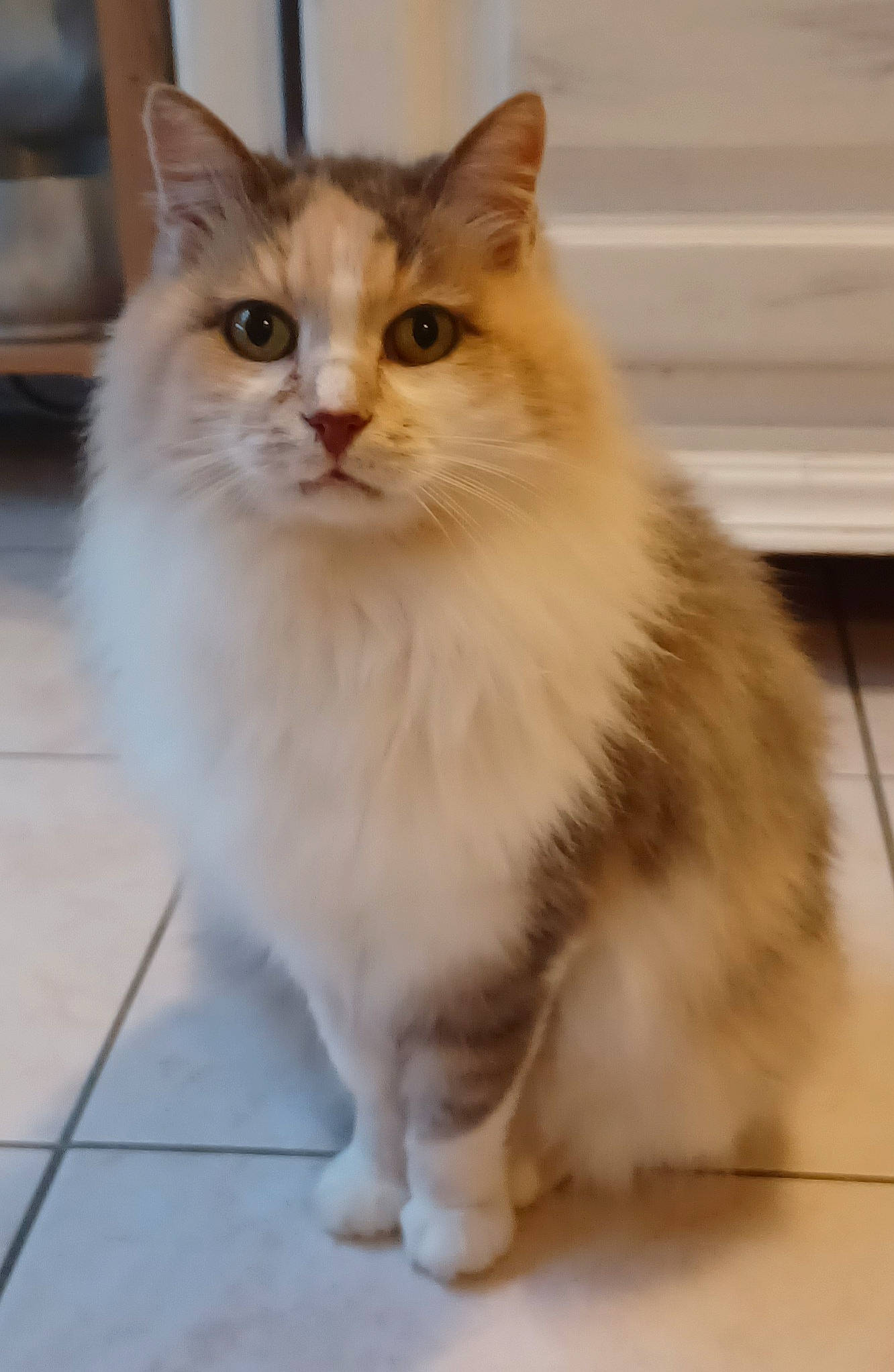 Nougatine participe au concours pour gagner de l'argent avec cette photo : british_longhair, carnivore, cat, domestic_short_haired_cat, fawn, felidae, flooring, fur, paw, sitting, small_to_medium_sized_cats, snout, tail, tile_flooring, whiskers, window, wood