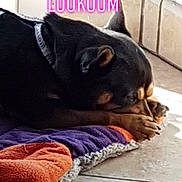 Loukoum a rejoint le concours — aidez-le/la à gagner de superbes lots ! canidae, carnivore, companion_dog, dobermann, dog, dog_breed, fawn, guard_dog, miniature_pinscher, nap, photo_caption, pinscher, puppy, rottweiler, sleep, snout, working_dog