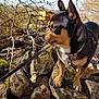 Loukoum a rejoint le concours — aidez-le/la à gagner de superbes lots ! canidae, carnivore, dog, dog_breed, fawn, lancashire_heeler, mammal, miniature_pinscher, rock, snout, toy_dog, tree, vertebrate