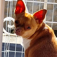 Tommy a rejoint le concours — aidez-le/la à gagner de superbes lots ! dog, small_dog, brown_dog, white_chest, ears, sunlight, glowing_ears, looking_back, outdoor, metal_gate, fence, pet, animal, close_up, portrait, expression, daylight, window, home, background