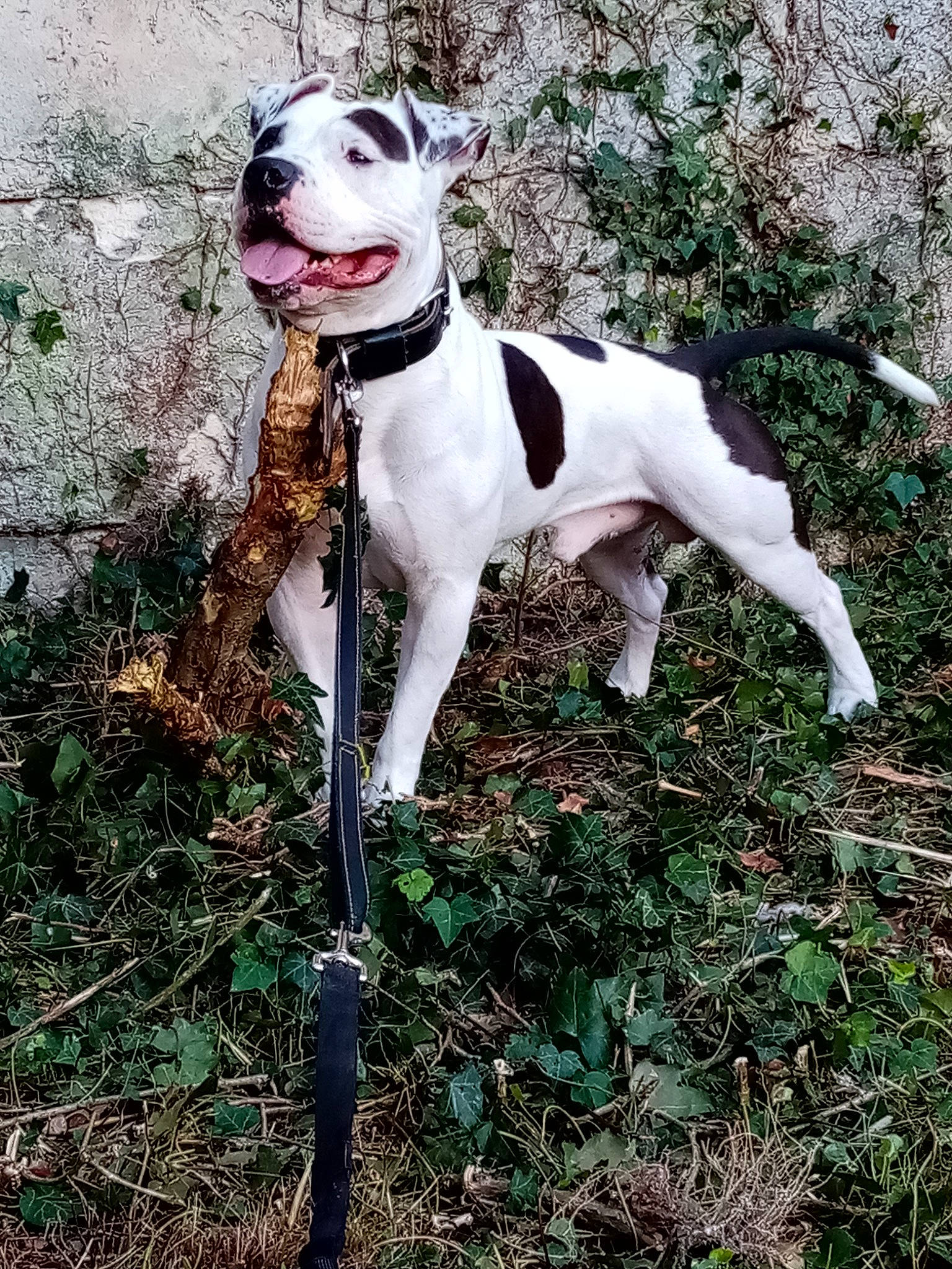 Raley participe au concours pour gagner de l'argent avec cette photo : adventure, canidae, carnivore, collar, companion_dog, dog, dog_breed, dog_collar, dog_supply, fawn, grass, hunting_dog, non_sporting_group, plant, smile, snout, soil, sporting_group, tail, working_animal