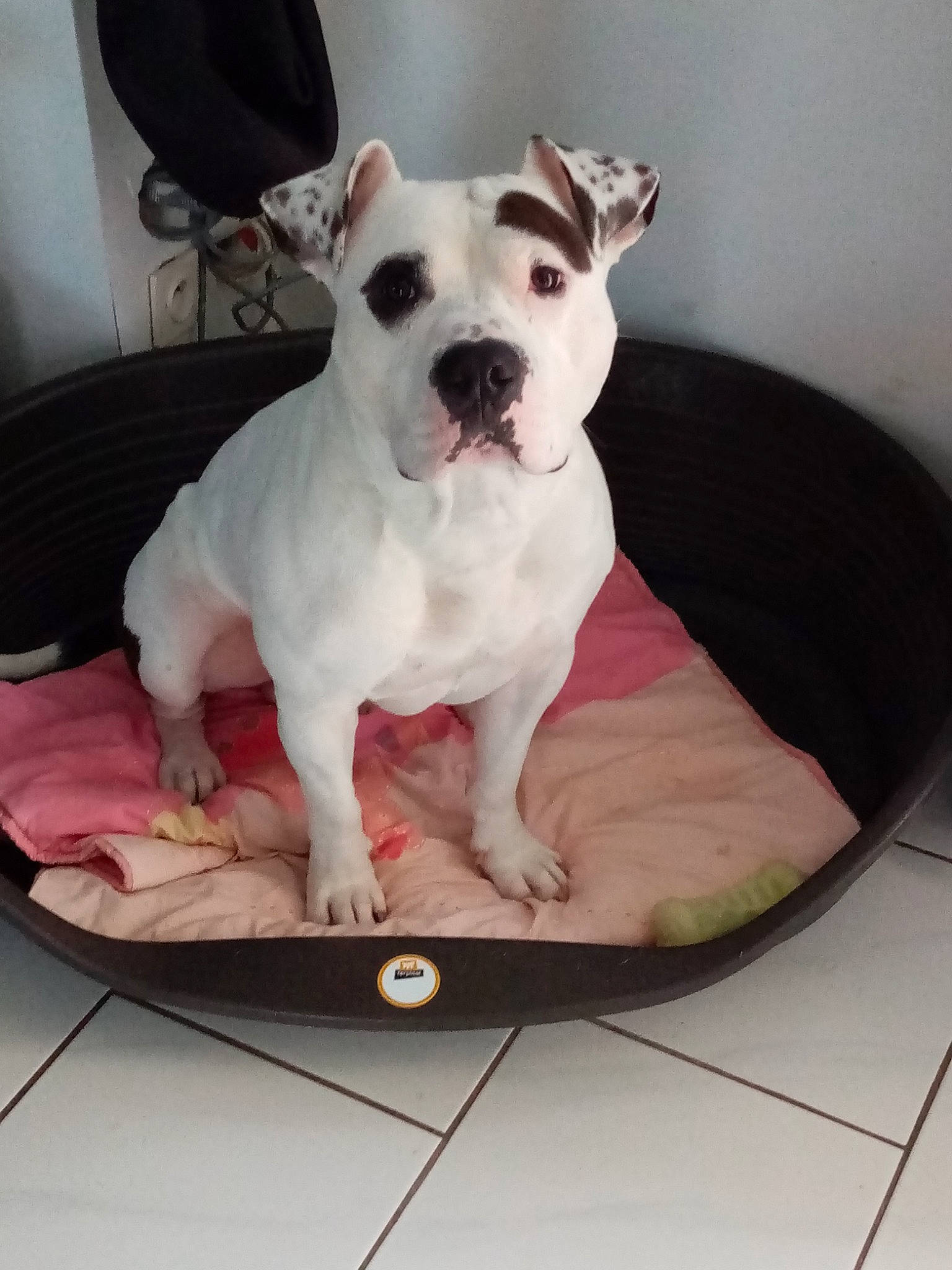 Raley a rejoint le concours — aidez-le/la à gagner de superbes lots ! art, bull_terrier, carnivore, comfort, companion_dog, couch, dishware, dog, dog_breed, dog_supply, fawn, linens, molosser, plant, product, rectangle, snout, sporting_group, table, toy_dog