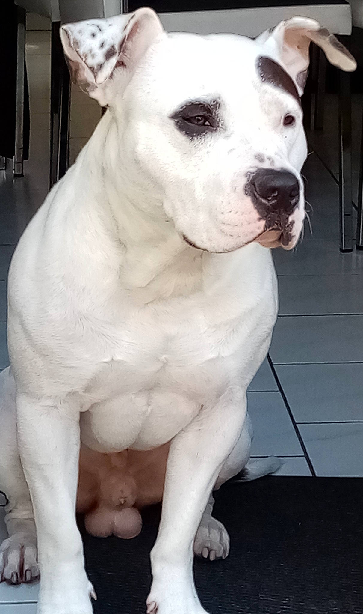 Raley participe au concours pour gagner de l'argent avec cette photo : ancient_dog_breeds, canidae, carnivore, collar, companion_dog, dog, dog_breed, dog_collar, door, ear, eye, fawn, fur, monochrome_photography, snout, sporting_group, tail, whiskers, white, working_animal