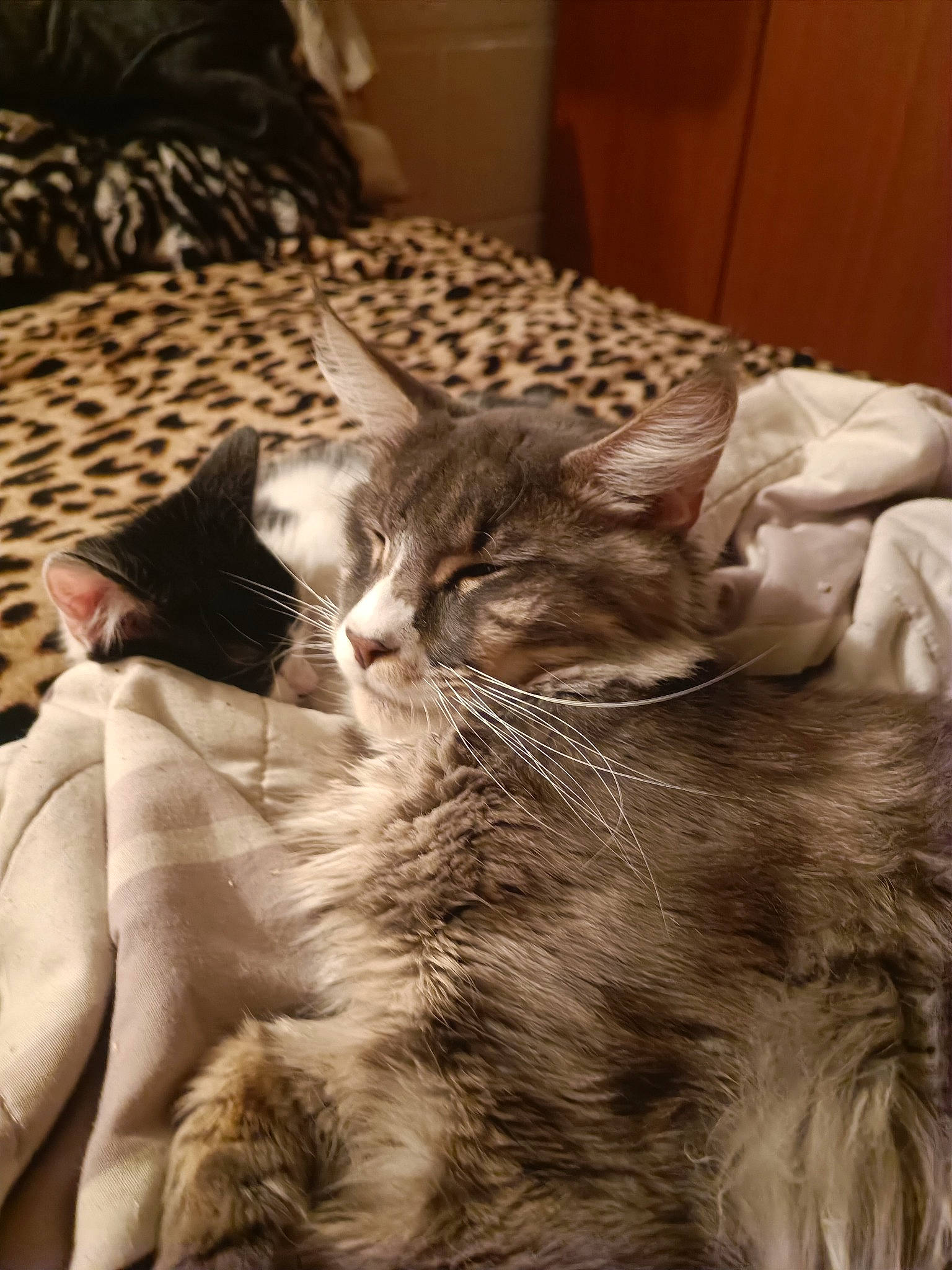 Tigris participe au concours pour gagner de l'argent avec cette photo : carnivore, cat, claw, comfort, domestic_short_haired_cat, felidae, fur, linens, mammal, monochrome_photography, nap, paw, room, sleep, small_to_medium_sized_cats, snout, tail, terrestrial_animal, vertebrate, whiskers