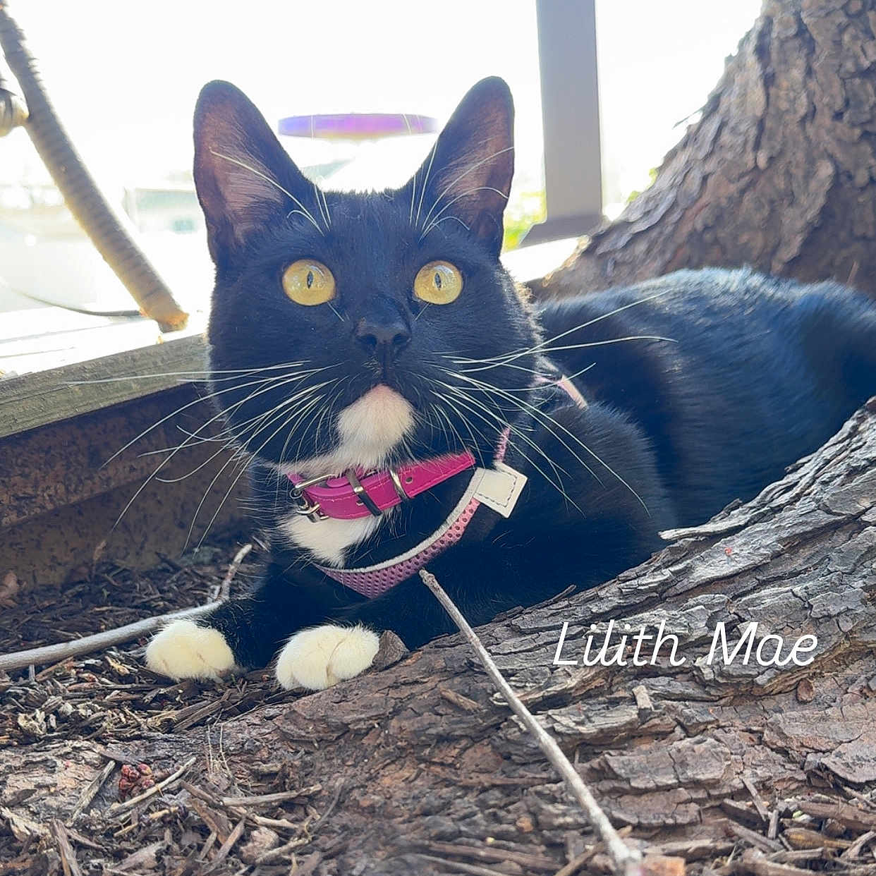 Lily Mae joined the competition — help win amazing prizes! abyssinian, accessories, animal, blackcat, bodypart, cat, collar, den, egyptiancat, indoors, kitten, leash, manx, mouth, person, pet, strap, teeth, tongue, wood