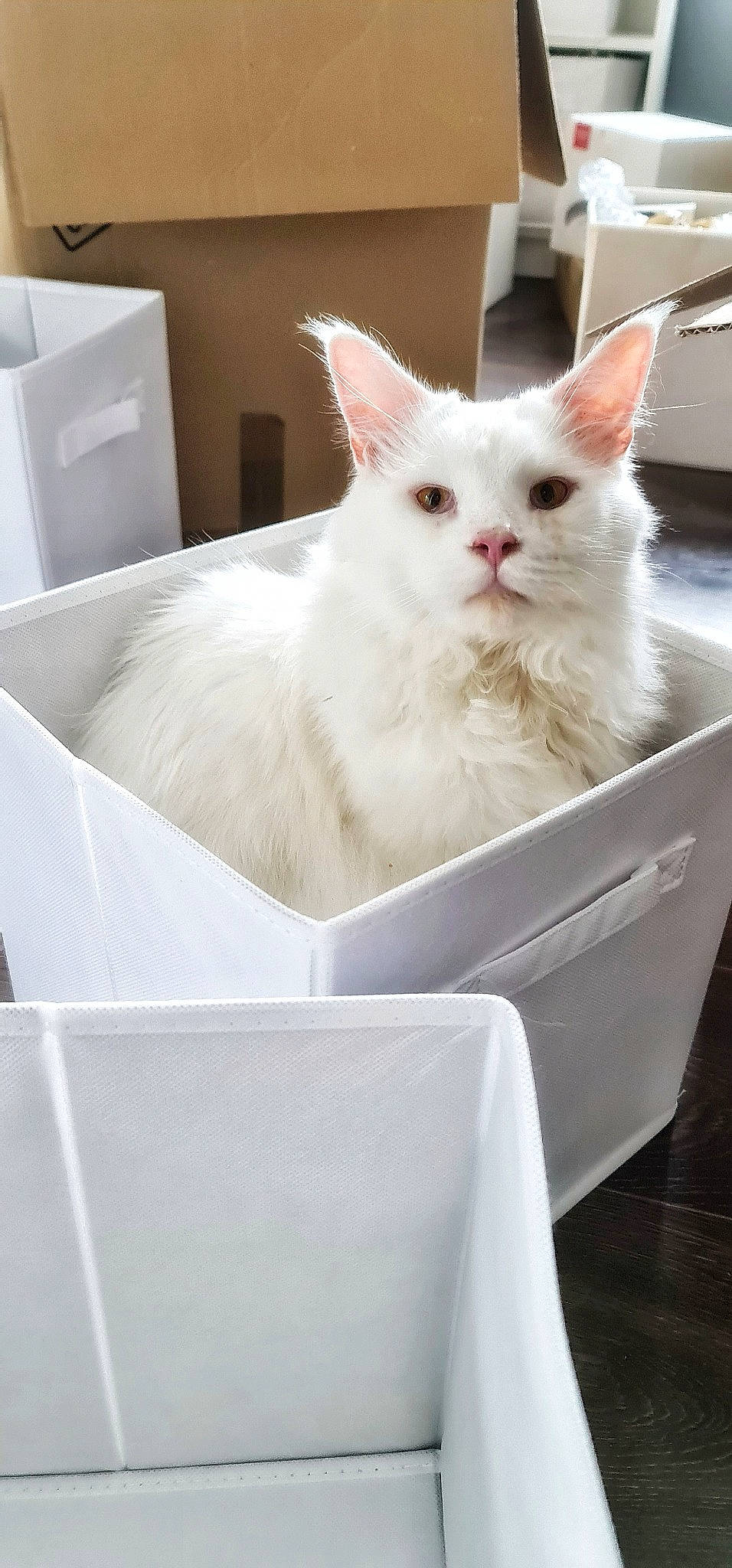 Pablo joined the competition — help win amazing prizes! box, carnivore, cat, felidae, fur, home_appliance, machine, packaging_and_labeling, paw, pet_supply, rectangle, small_to_medium_sized_cats, whiskers
