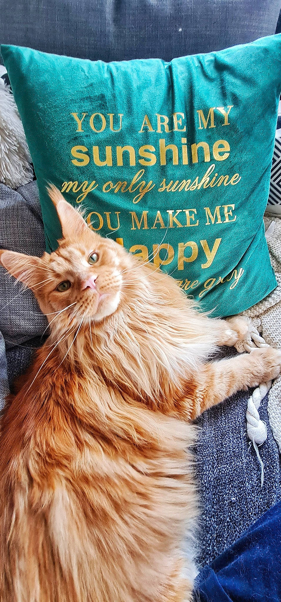 Freddie is registered to the contest to win money with this photo: beak, carnivore, event, fawn, feather, felidae, font, fur, galliformes, liver, livestock, mammal, phasianidae, poster, small_to_medium_sized_cats, snout, tail, terrestrial_animal, whiskers, wildlife