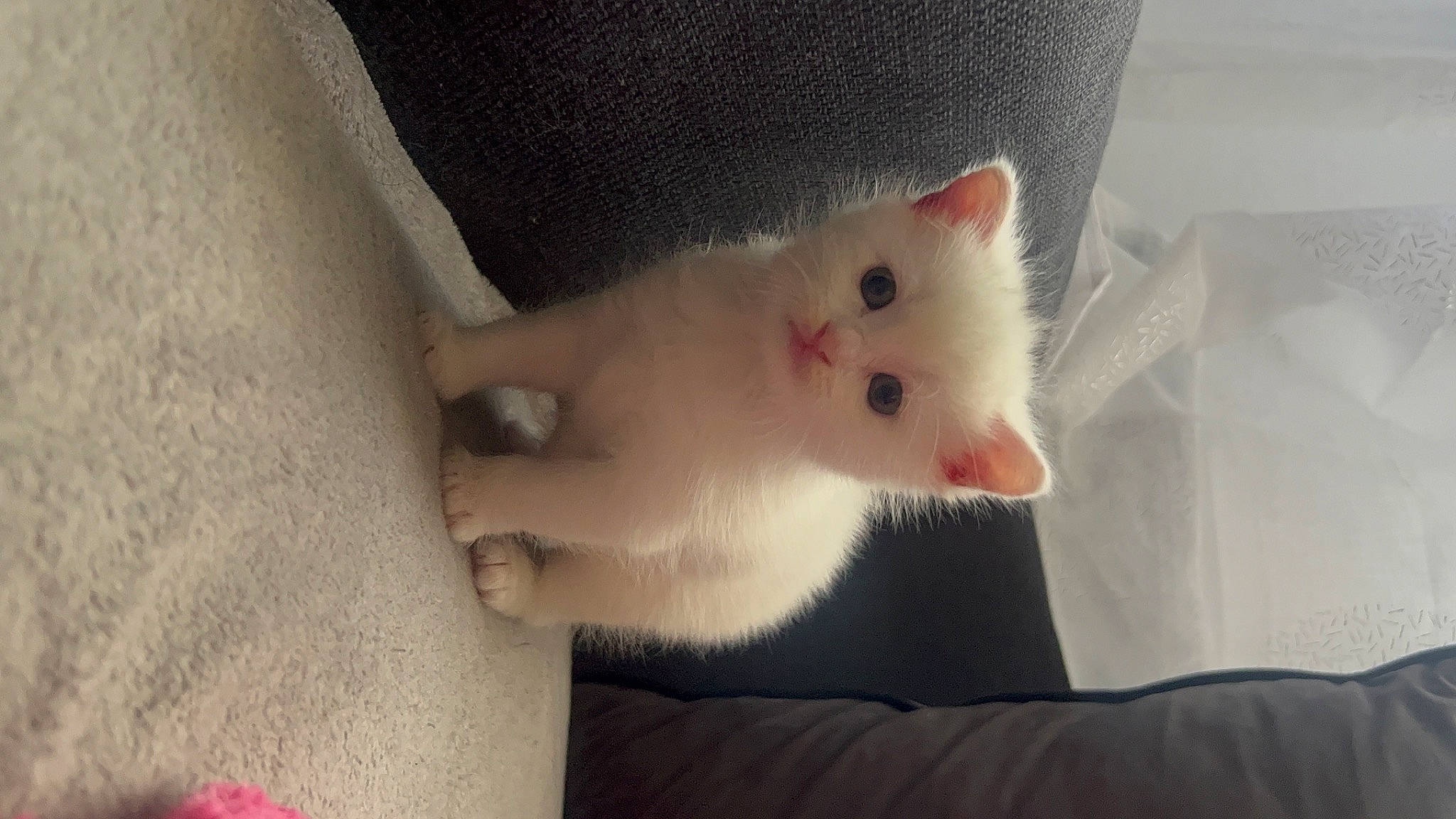 Duchesse participe au concours pour gagner de l'argent avec cette photo : carnivore, cat, claw, comfort, domestic_short_haired_cat, eye, fawn, felidae, fur, head, paw, small_to_medium_sized_cats, snout, tail, whiskers