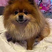 Teddy joined the competition — help win amazing prizes! animal, bedroom, blanket, comfort, cozy, cute, cute_pet, dog, fluffy, fur, indoor, pet, pink_background, plush_toys, pomeranian, portrait, small_dog, smiling, soft, toy