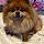 Teddy