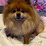 animal, bedroom, blanket, comfort, cozy, cute, cute_pet, dog, fluffy, fur, indoor, pet, pink_background, plush_toys, pomeranian, portrait, small_dog, smiling, soft, toy