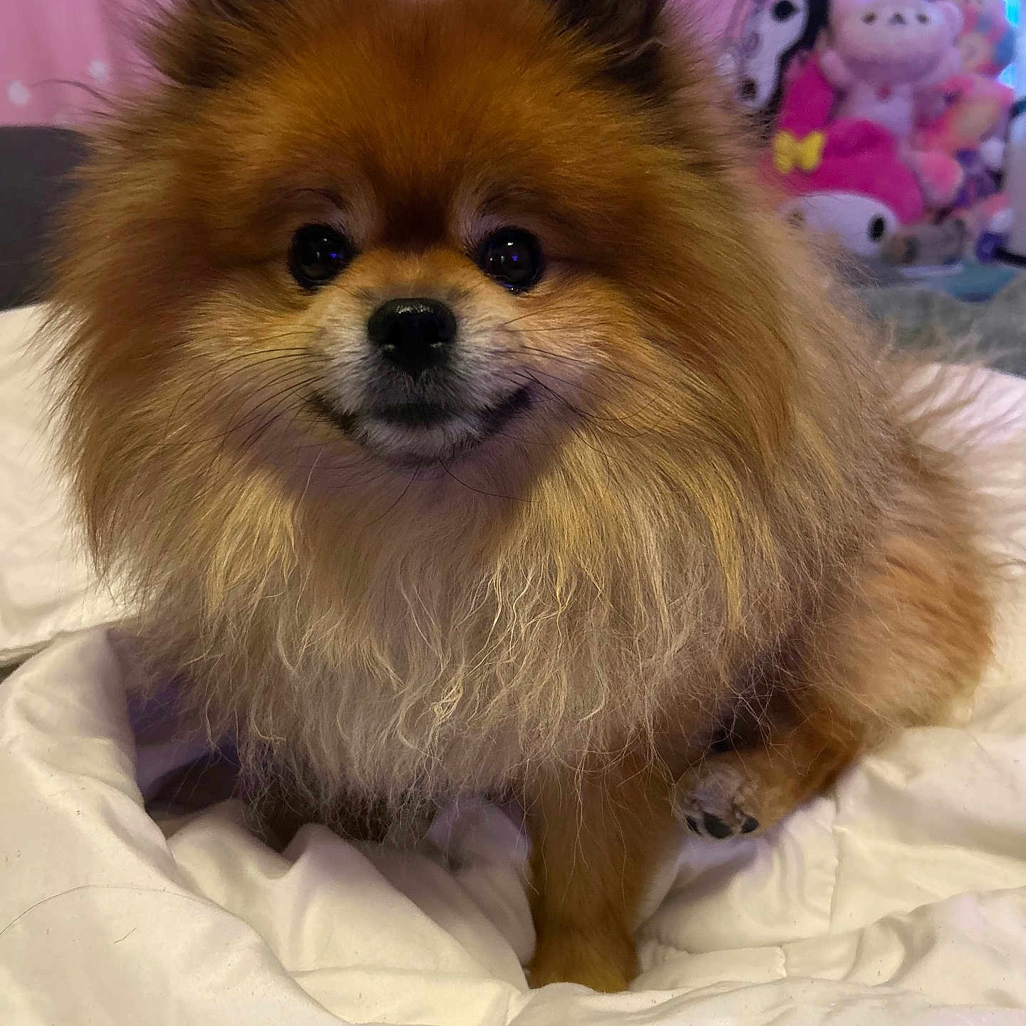 Teddy