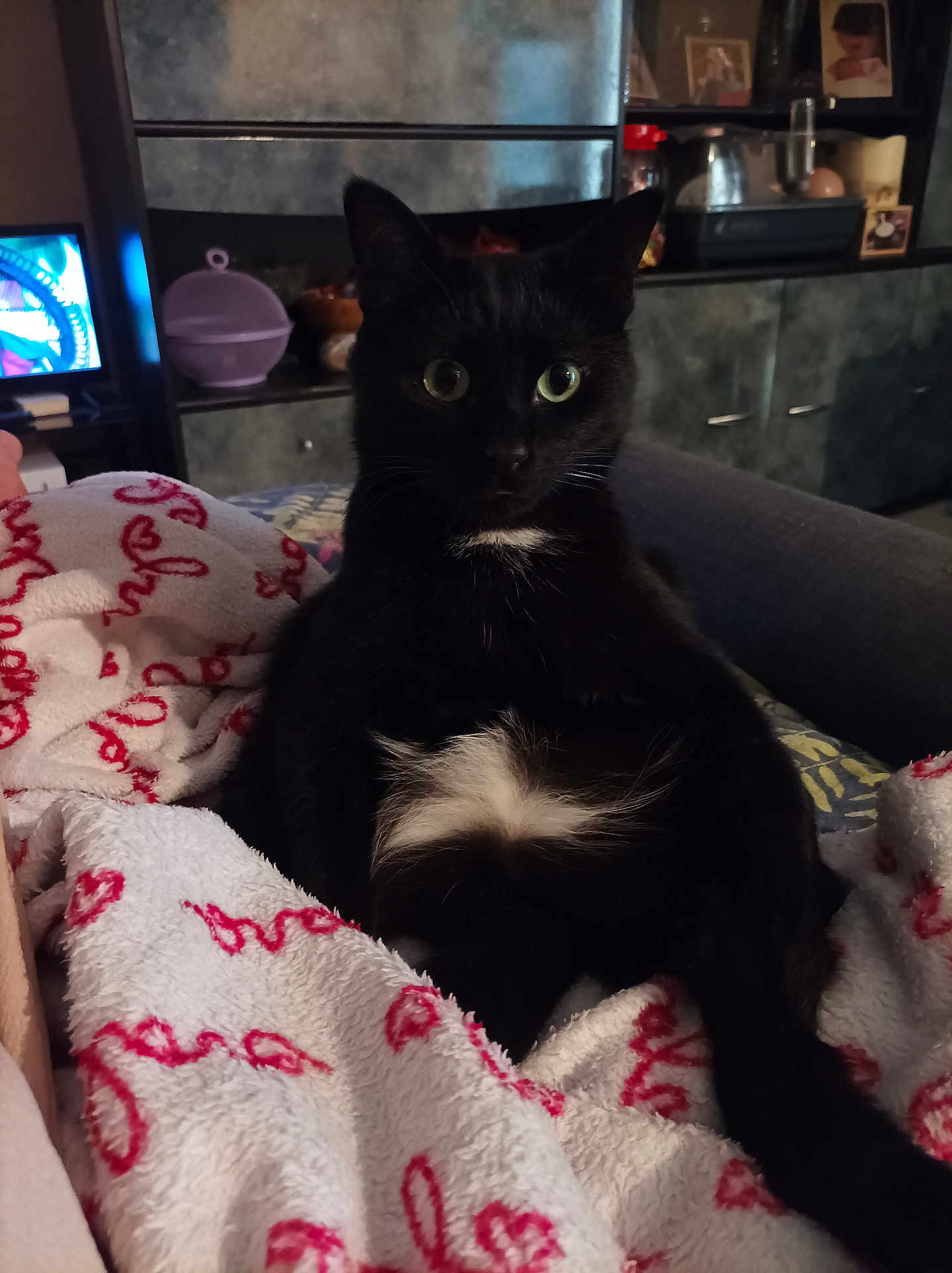 Kiwi a rejoint le concours — aidez-le/la à gagner de superbes lots ! cat, black_cat, pet, feline, indoor, blanket, cozy, fur, whiskers, sitting, curious, eyes, home, furniture, television, couch, shelf, decor, animal, relaxed