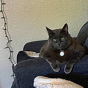 Remus is registered to the contest to win money with this photo: cat, gray_cat, couch, armrest, blanket, folded_blanket, green_eyes, indoor, pet, domestic_animal, furniture, cozy, relaxed, wall, string_lights, textured_wall, home, resting, animal, living_room