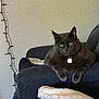 animal, armrest, blanket, cat, couch, cozy, domestic_animal, folded_blanket, furniture, gray_cat, green_eyes, home, indoor, living_room, pet, relaxed, resting, string_lights, textured_wall, wall