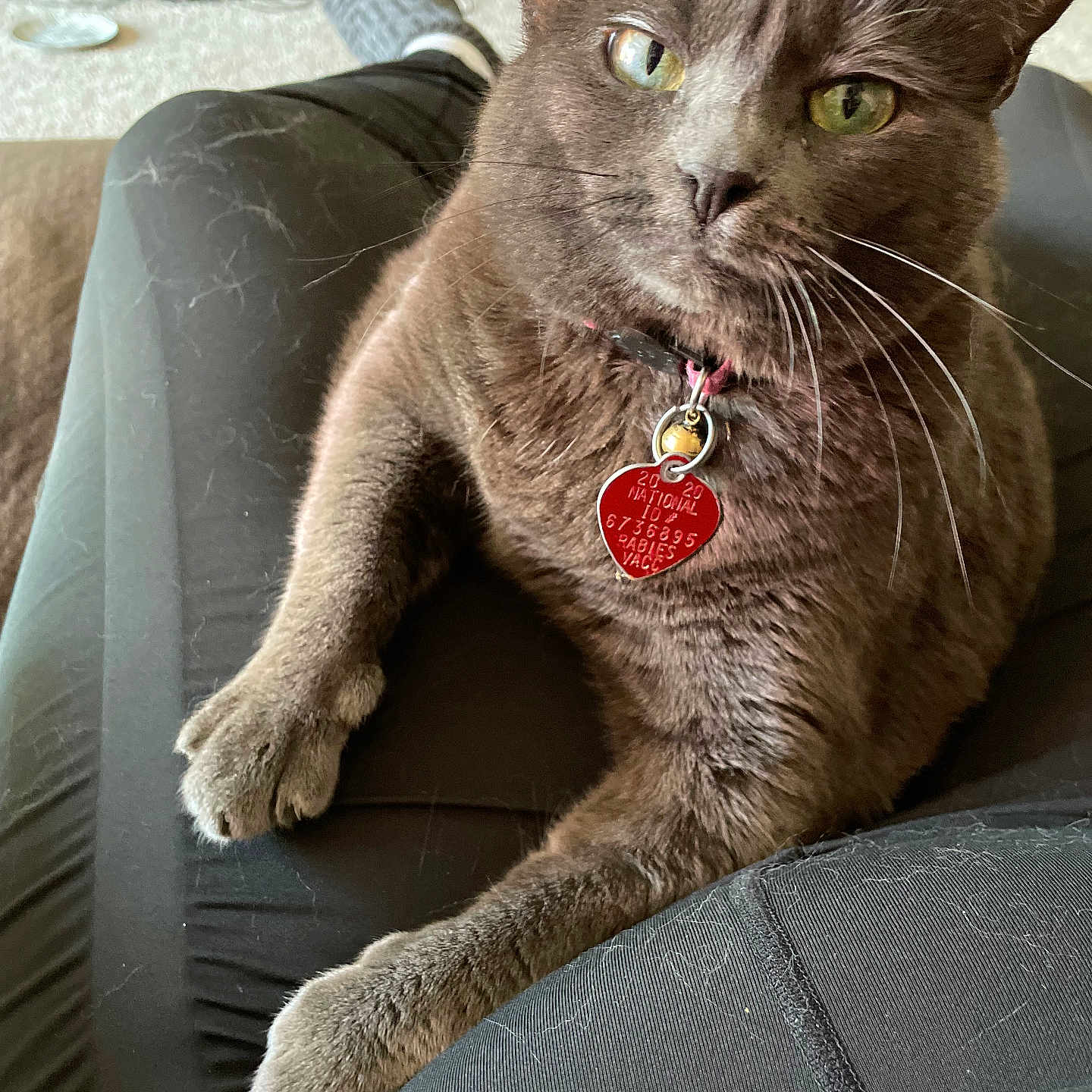 Baby Girl joined the competition — help win amazing prizes! carpet, casual, cat, closeup, clothing, collar, feline, fur, gray_cat, green_eyes, home, human_lap, indoor, lap, legs, paw, pet, relaxed, tag, whiskers