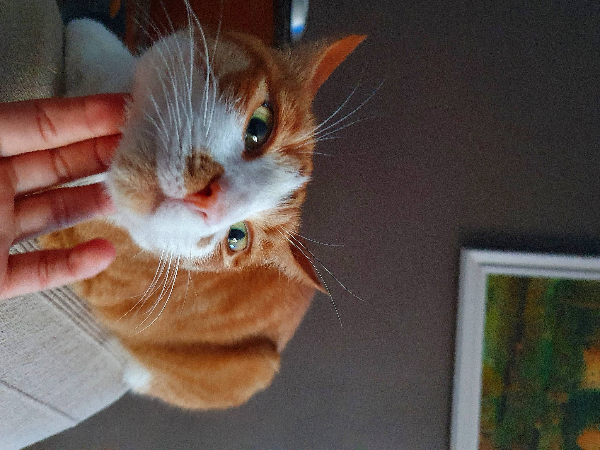 Myrtille a rejoint le concours — aidez-le/la à gagner de superbes lots ! carnivore, cat, claw, comfort, domestic_short_haired_cat, ear, fawn, felidae, foot, fur, gesture, nail, paw, picture_frame, rectangle, small_to_medium_sized_cats, snout, tail, whiskers