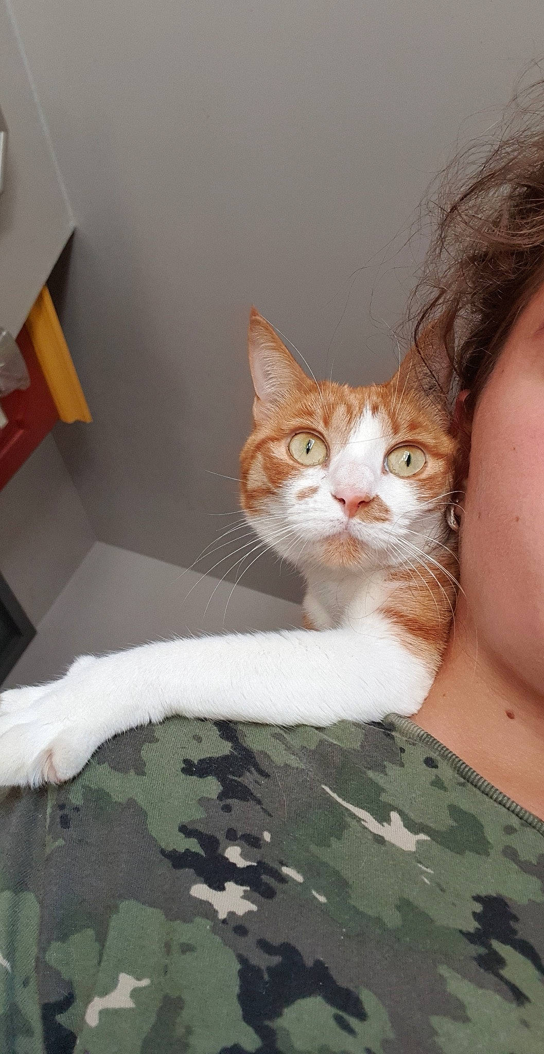 Myrtille a rejoint le concours — aidez-le/la à gagner de superbes lots ! box, carnivore, cat, comfort, domestic_short_haired_cat, fawn, felidae, flooring, fur, hardwood, linens, sitting, small_to_medium_sized_cats, tail, tree, whiskers, wood