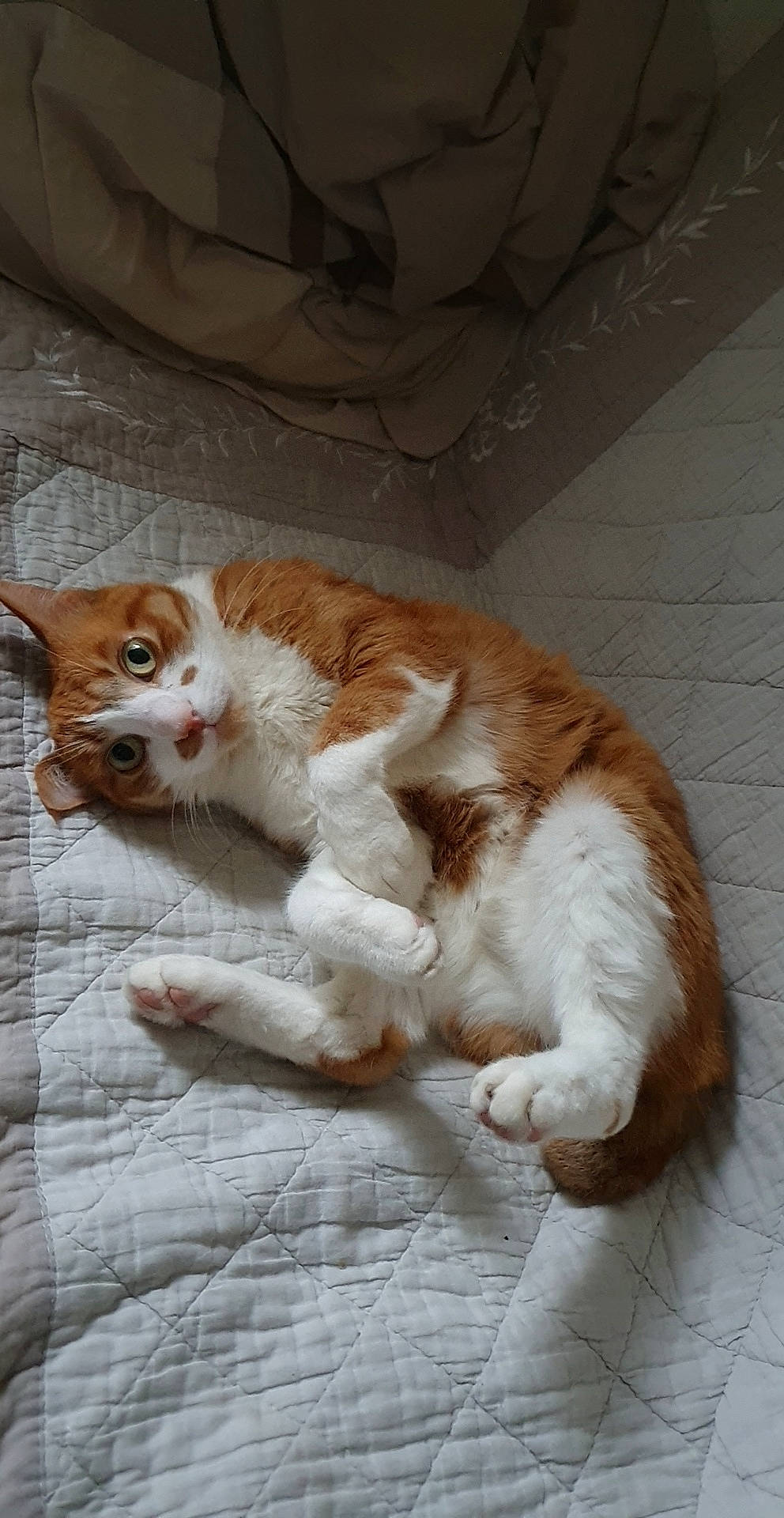 Myrtille participe au concours pour gagner de l'argent avec cette photo : carnivore, cat, claw, comfort, companion_dog, domestic_short_haired_cat, fawn, felidae, flooring, foot, fur, hardwood, paw, small_to_medium_sized_cats, tail, whiskers, wood