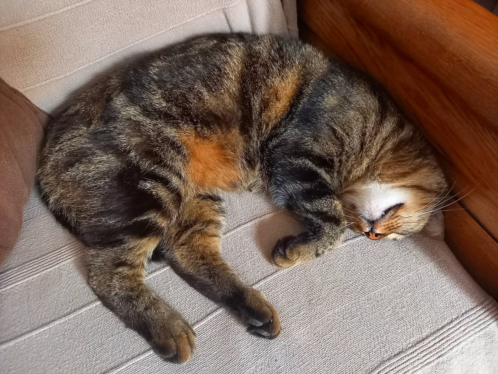 Mozart a rejoint le concours — aidez-le/la à gagner de superbes lots ! carnivore, cat, claw, comfort, domestic_short_haired_cat, felidae, fur, nap, paw, sleep, small_to_medium_sized_cats, snout, tail, terrestrial_animal, vertebrate, whiskers, wood