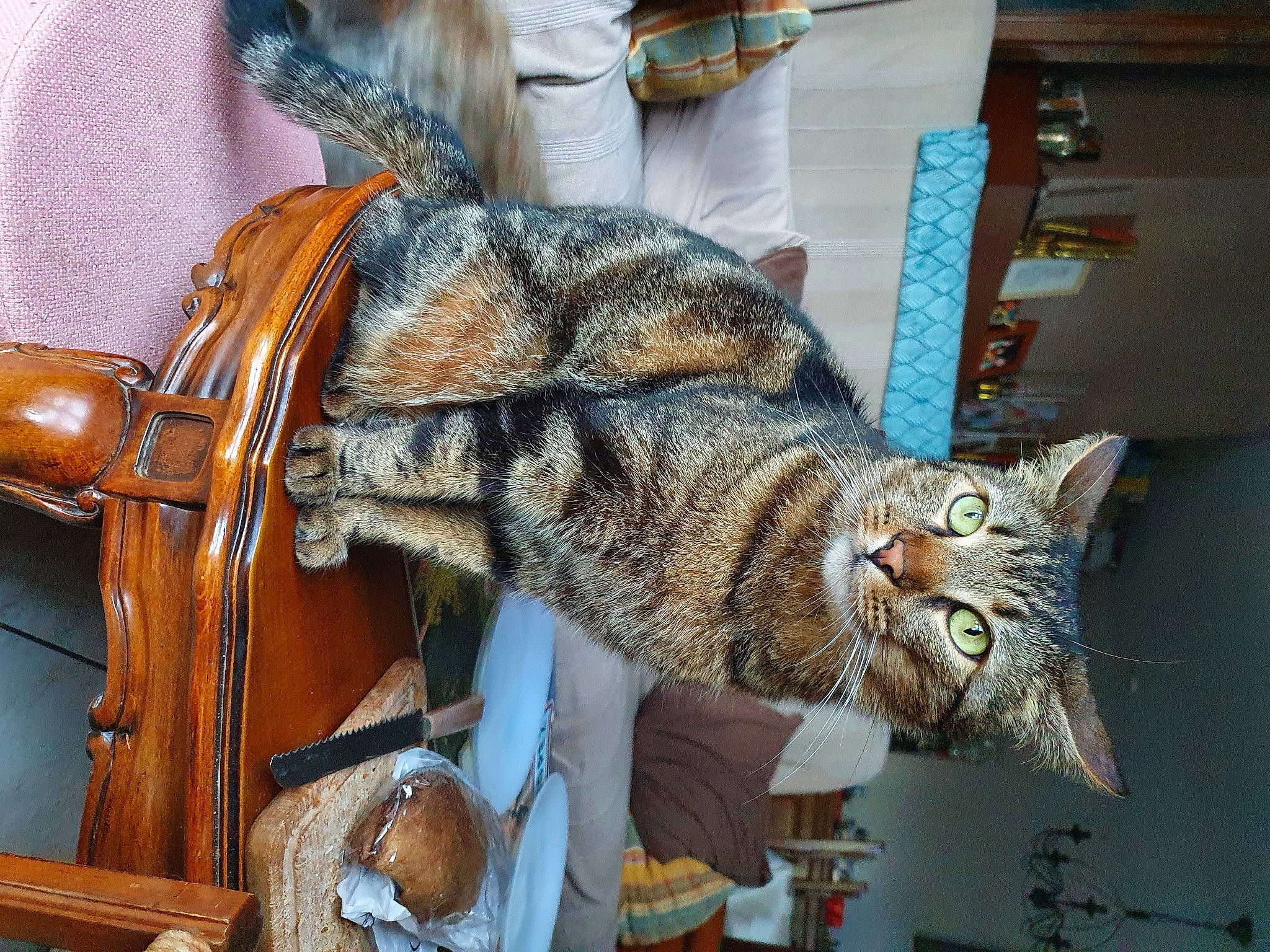 Mozart participe au concours pour gagner de l'argent avec cette photo : art, bag, carnivore, cat, domestic_short_haired_cat, felidae, fur, metal, pattern, room, shelf, small_to_medium_sized_cats, snout, table, tail, whiskers, window, wood