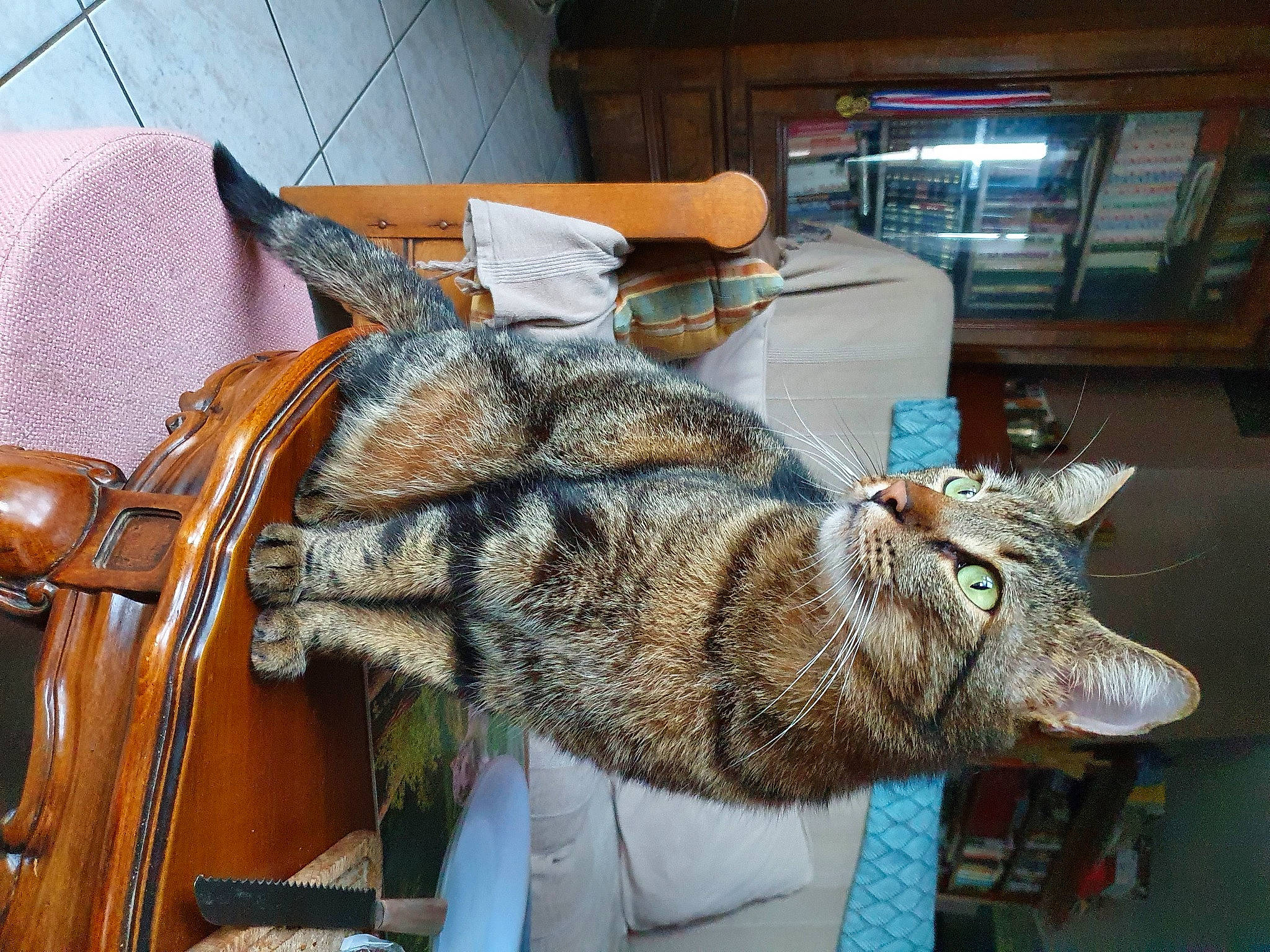 Mozart a rejoint le concours — aidez-le/la à gagner de superbes lots ! artifact, bag, carnivore, cat, claw, comfort, domestic_short_haired_cat, felidae, fur, lynx, metal, military_camouflage, natural_material, pattern, small_to_medium_sized_cats, snout, tail, terrestrial_animal, whiskers, wood