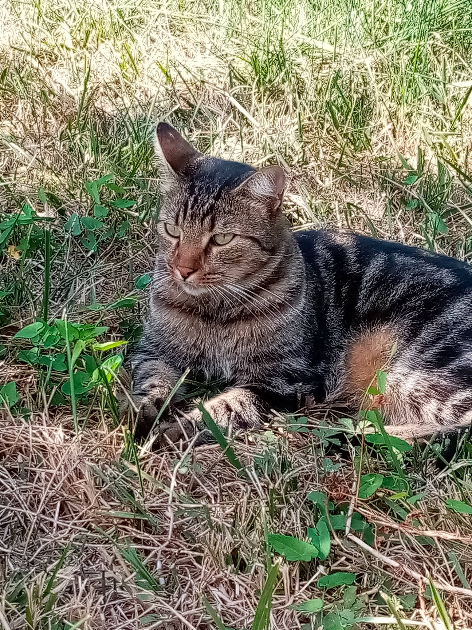Mozart participe au concours pour gagner de l'argent avec cette photo : carnivore, cat, domestic_short_haired_cat, felidae, fur, grass, grass_family, groundcover, plant, sitting, small_to_medium_sized_cats, snout, soil, tail, terrestrial_animal, tree, whiskers, wildlife