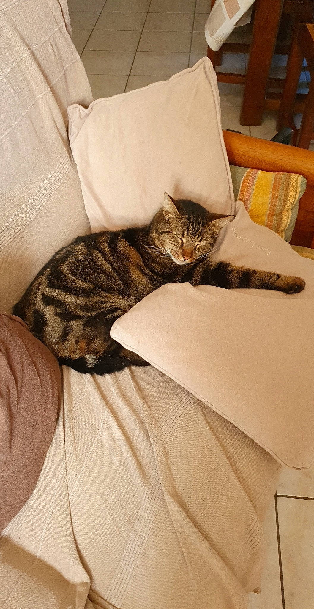 Mozart a rejoint le concours — aidez-le/la à gagner de superbes lots ! bed, bed_sheet, bedding, carnivore, cat, comfort, domestic_short_haired_cat, felidae, fur, furniture, grey, hardwood, house, linens, pillow, room, small_to_medium_sized_cats, textile, whiskers, wood