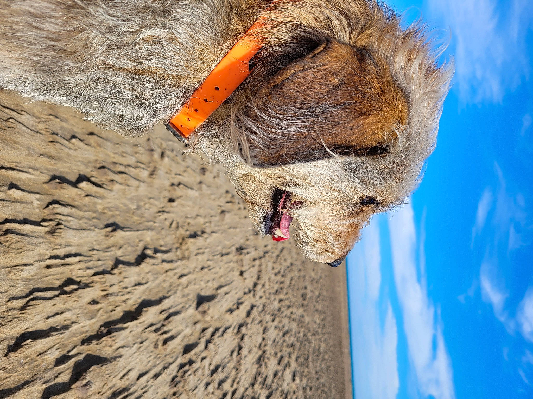 Naïa participe au concours pour gagner de l'argent avec cette photo : adventure, beak, canidae, carnivore, cloud, dog, dog_breed, fawn, fur, recreation, sky, snout, sporting_group, tree, trunk, water, wildlife, wood