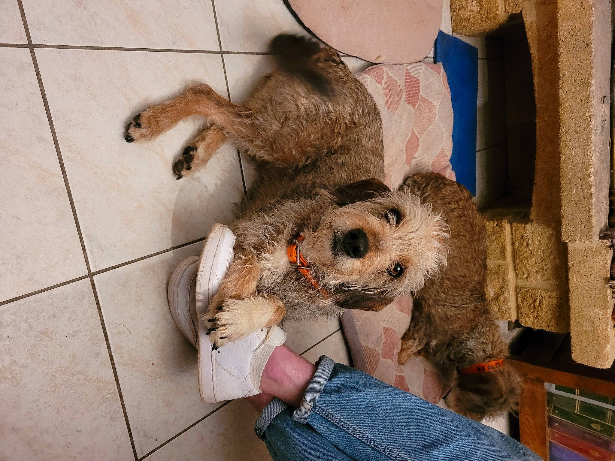 Naïa participe au concours pour gagner de l'argent avec cette photo : canidae, carnivore, claw, companion_dog, dog_breed, fawn, felidae, flooring, fur, small_to_medium_sized_cats, sporting_group, stuffed_toy, tail, toy, toy_dog, whiskers, wood