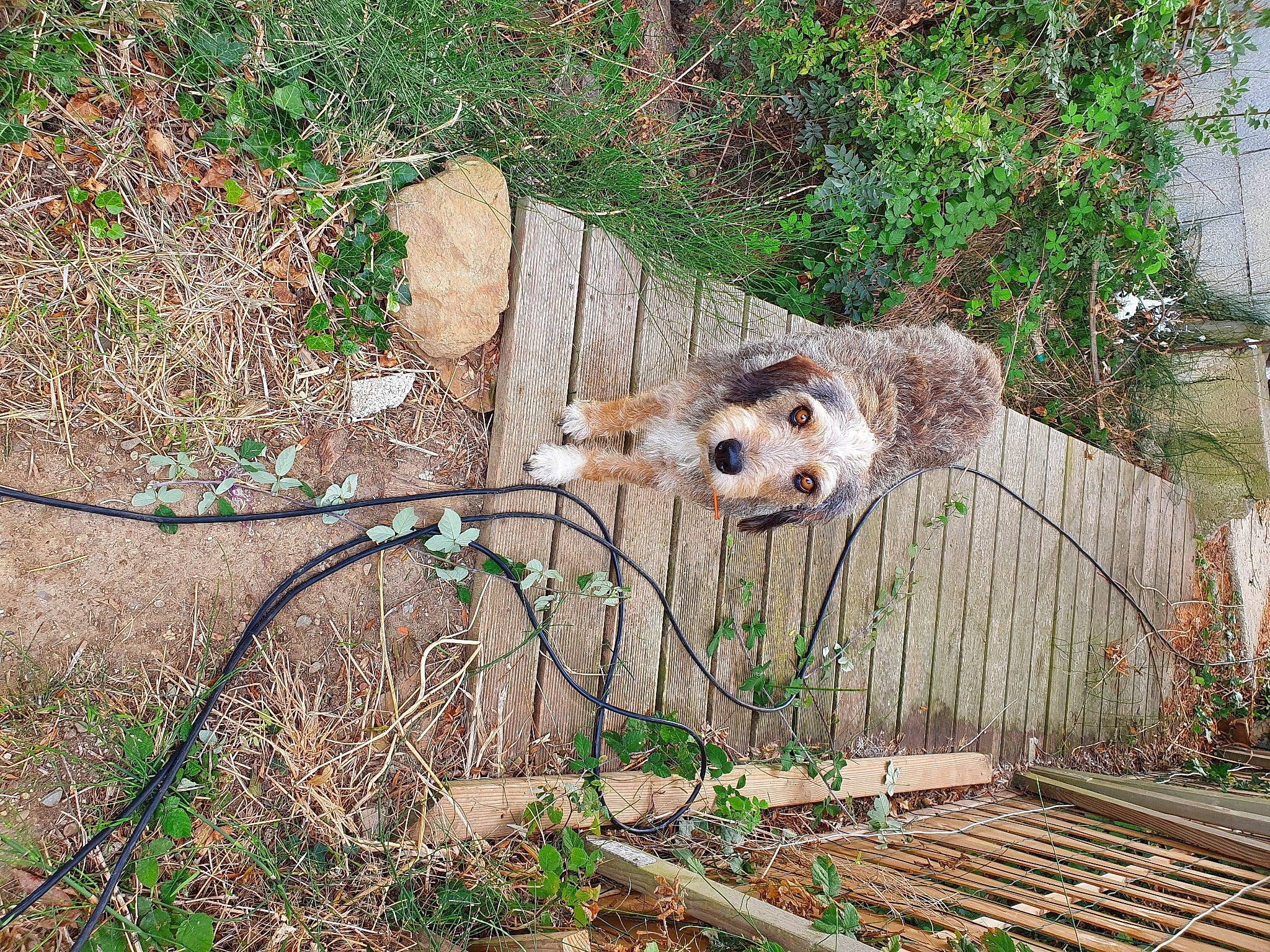 Naïa a rejoint le concours — aidez-le/la à gagner de superbes lots ! carnivore, fawn, fur, grass, groundcover, landscape, metal, mustelidae, plant, plant_stem, rodent, soil, tail, terrestrial_animal, tree, trunk, twig, wildlife, wood, yard