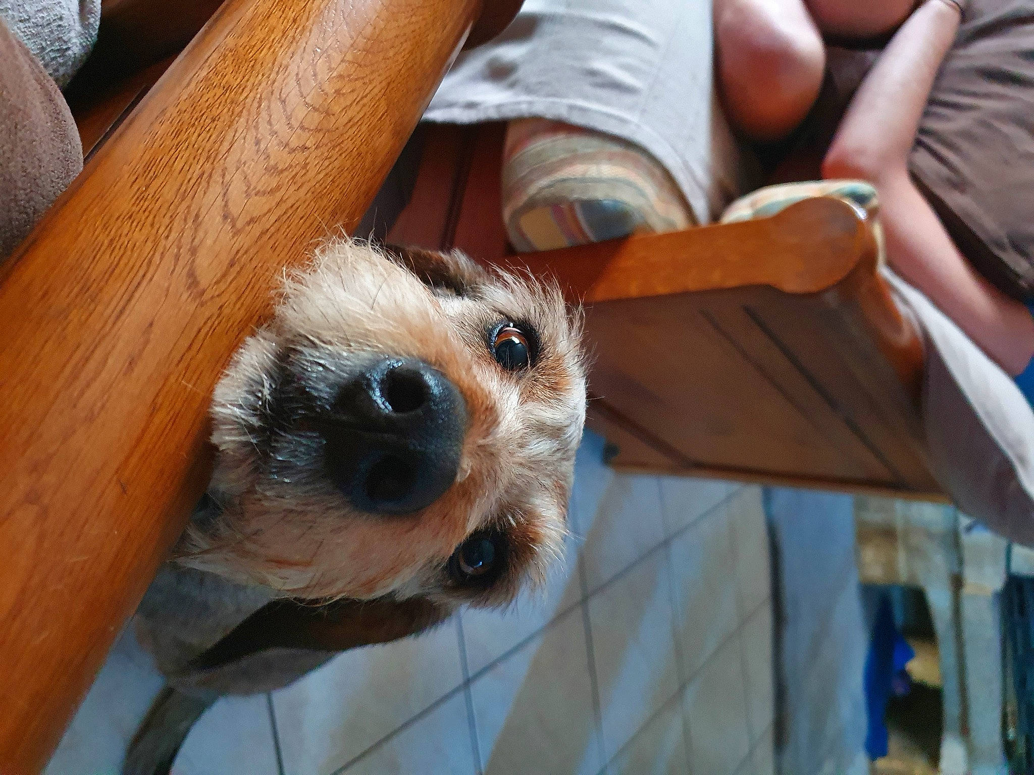 Naïa participe au concours pour gagner de l'argent avec cette photo : canidae, carnivore, companion_dog, dog, dog_breed, dog_supply, event, fawn, foot, fur, hardwood, nail, small_terrier, sporting_group, thumb, toy_dog, whiskers, wood, wood_stain, wrist