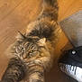 Chonk joined the competition — help win amazing prizes! cat, tabby, fluffy, pet, animal, stretching, wooden_floor, indoor, curious, paws, feline, long_hair, whiskers, ears, tail, closeup, mammal, domestic, playful, bag