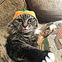 Chonk is registered to the contest to win money with this photo: cat, tabby, pet, animal, feline, hat, orange, pumpkin, couch, cushion, fur, whiskers, claw, indoor, closeup, relaxing, cute, funny, portrait, domestic