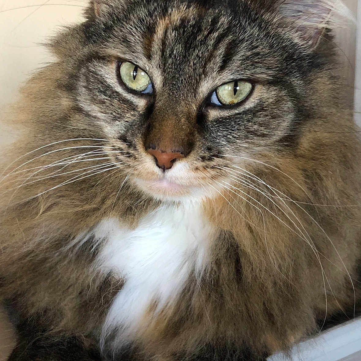 Chonk