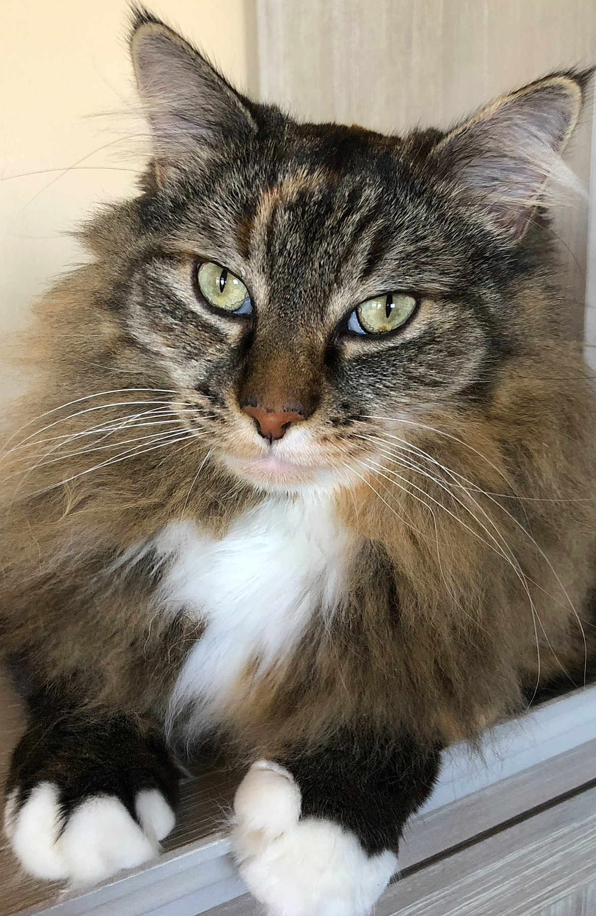 Chonk joined the competition — help win amazing prizes! cat, fluffy, green_eyes, white_paws, close_up, pet, animal, feline, whiskers, tabby, indoor, cute, mammal, portrait, fur, relaxed, domestic, paw, face, eyes
