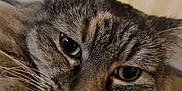 Chonk joined the competition — help win amazing prizes! cat, tabby, close_up, fluffy, whiskers, fur, pet, animal, indoor, face, ears, eyes, muzzle, portrait, feline, cute, expression, resting, soft, domestic