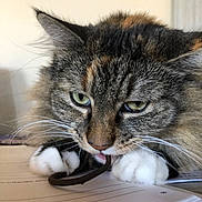 Chonk is registered to the contest to win money with this photo: cat, tabby, fluffy, white_paws, close_up, indoor, paper, cord, chewing, whiskers, green_eyes, pet, animal, feline, playing, curious, focus, cute, paws, domestic_cat