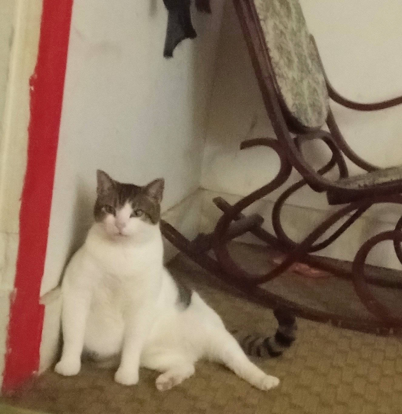 Charlie Sheen joined the competition — help win amazing prizes! carnivore, cat, chair, comfort, domestic_short_haired_cat, felidae, flooring, fur, grey, hardwood, metal, paw, shelf, sitting, small_to_medium_sized_cats, snout, tail, whiskers, window, wood