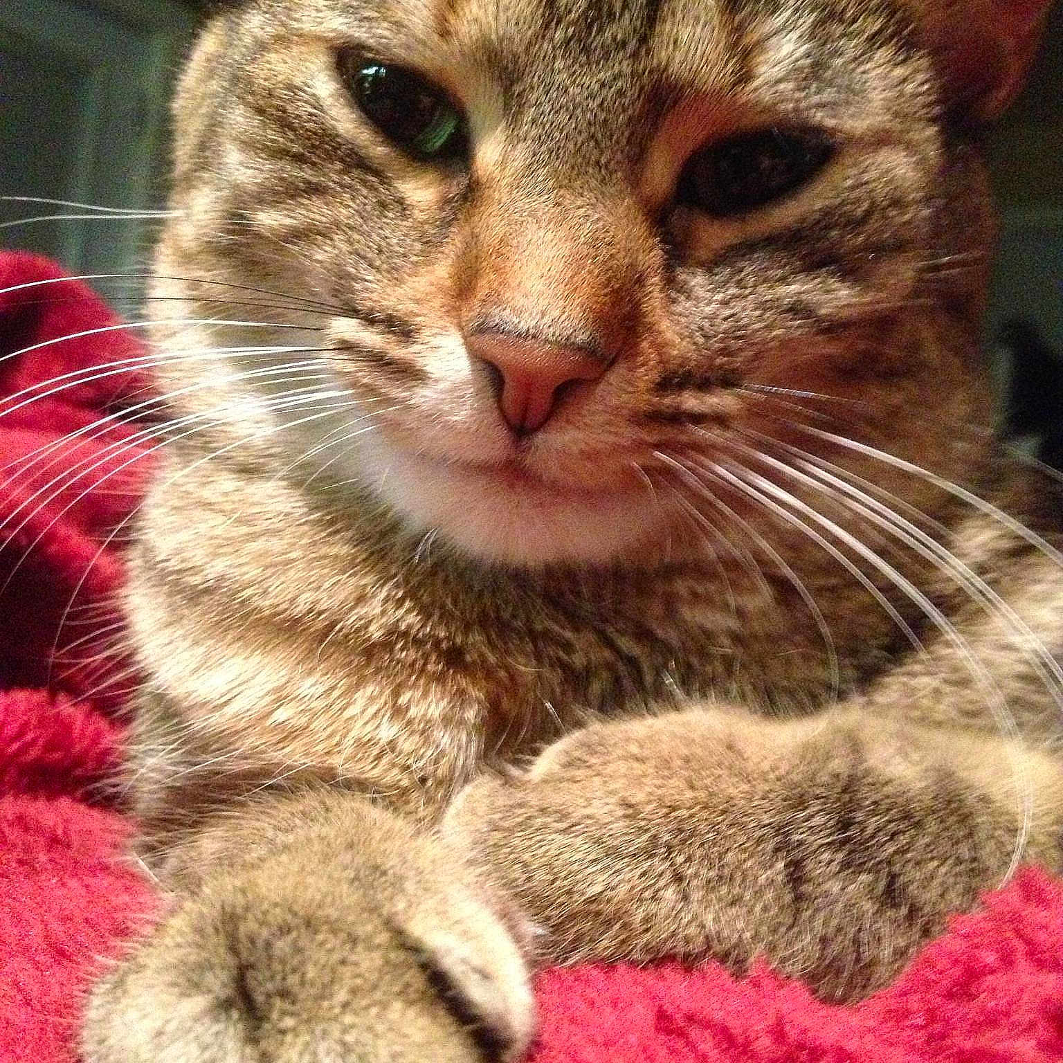 Chloe is registered to the contest to win money with this photo: