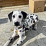 Lilo a rejoint le concours — aidez-le/la à gagner de superbes lots ! dalmatian, puppy, dog, outdoor, sunlight, concrete, black_and_white, spots, collar, pet, animal, lying_down, curious, young_dog, fence, cardboard_box, shadow, daylight, close_up, canine